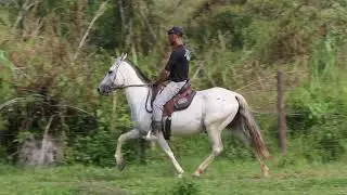 13  GARRUCHA DAS LARANJEIRAS