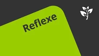 Formen des Reflexes | Biologie | Neurobiologie und Verhalten