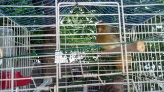 Domestic Canary Bird Singing- Birds Sounds🐦🐦