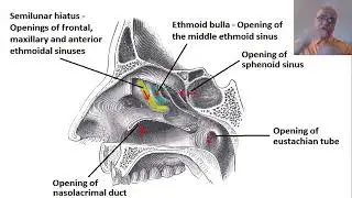 MCQs from anatomy,physiology of nose & paranasal sinuses. UHS, Past university questions