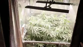 Migro Aray 2 120w Review with Orange Juice, Day 14 (Flower) #6