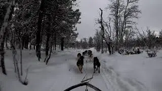 Dog Sledding with Huskies in Kiruna, Sweden/Swedish Lapland, Northern Lights