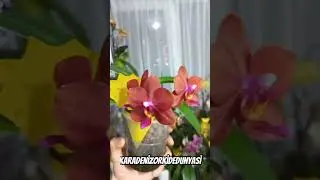 Phal. orange baby  orkidem #orchid #miniorquidea #cicek #orchids #flowers #orkide #&ccedil;i&ccedil;ek #reels