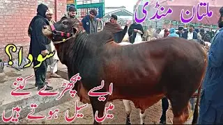 Multan Cow Mandi Latest Update | 18 January | Live Soda | Bhari Slugger | Qurbani 2026 | Bachry 