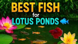 Top 5 FISHES 🐠 for Lotus & Water Lily Ponds 🪷| Best for India&rsquo;s Tropical Climate😍!