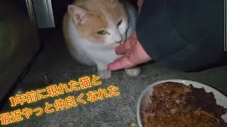 1年前ぐらいから急に現れたデカ新猫の事を語る【猫動画】【バカな病院に脅され78万＋良い病院にきんたの癌治療してもらい50万借金】【借金残74万】