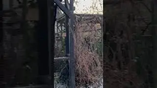 Outdoor Bird Aviary in Winter