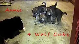 4 WOLF CUBS & A BERNESE MT. DOG