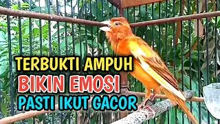 Kenari Malas dan Macet Bunyi Pasti Nyaut Ikut Gacor, Canarybird @n17 channel