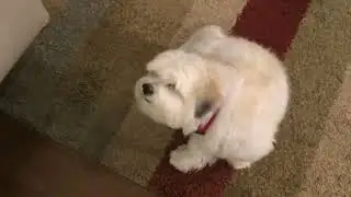 Cute Maltese his big eyes 👀 & button Nose ❤️❤️