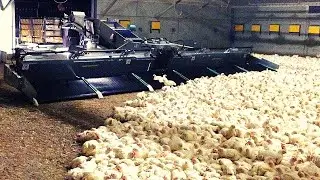 Amazing Modern Automatic Farming Egg Harvest Technology, Breeding Process Chicken Highest Efficiency