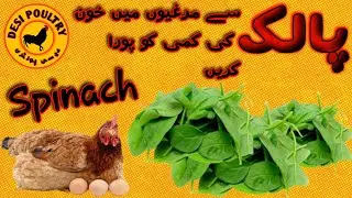 Spinach Benefits in Poultry | Blood Increase in Chicken by Spinach | Poultry Farming | Desi Poultry|