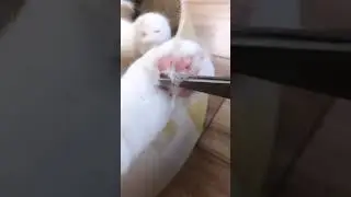 Trimming cat paws 🐾  cat grooming