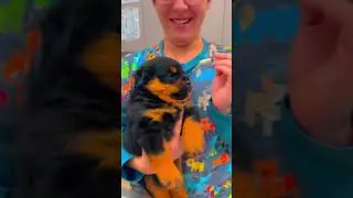 Funny Cats & Dogs 😂 Hilarious Animal Moments That Will Make You Laugh! #pets #funny #dog #cat