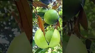 starapple split //fruit #satisfying #viral #viralfruit #shortvideo