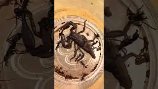 A swarm of black ants attacking a scorpion