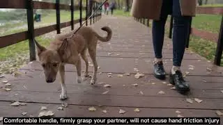 Breathable nylon pet collar adjustable dog leash