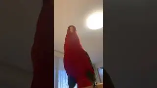 🍅Mysterious language