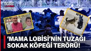 Sokak K&ouml;peği Sorunu Nasıl &Ccedil;&ouml;z&uuml;lecek? T&uuml;rkiye'de &lsquo;Mama Lobisi&rsquo; Nasıl Bir D&ouml;ng&uuml;n&uuml;n i&ccedil;inde?&ndash; TGRT Haber