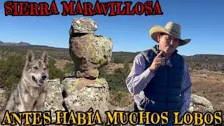 LOBOS ASI ATACABAN LAS MANADAS DE YEGUAS 