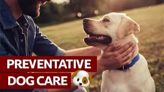 The Best Preventative Dog Care