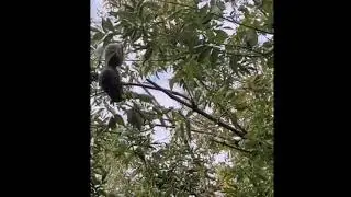 Squirrel's Epic Battle with a Tree Branch - Who Will Win?