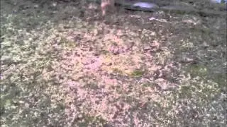 Eurasier - Aslan Shows some moves and evil tricks :)