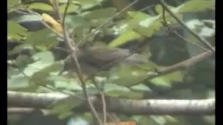 Tit-Babbler, Striped2 - Macronous gularis