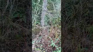 1 minute water stream-Relax!