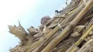 GoPro camera goose hunt in Central IL