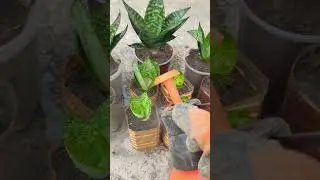 Plant care 😊❤️#garden #viralvideo #shorts ❤️😊