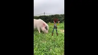 Ever been on a walk with your pig? Tell us where! 🚶&zwj;♂️🐷