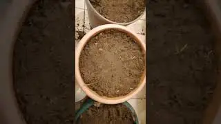 Débuter son POTAGER en POTS 2022 !!! cultures en LASAGNES en details, pour balcon terrasse