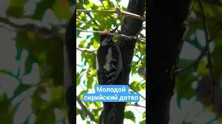 Молодой Сирийский Дятел. Самец. Young Syrian Woodpecker. Male.  #birds #woodpecker #птицы #дятел
