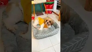 Washable Pet Bed #shorts #petbed #dogbed #comfypetbed #dog