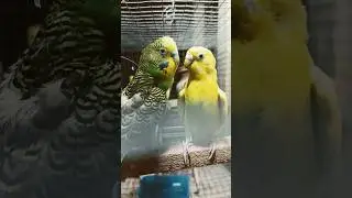 budgies playing #yellowbudgiebird #featheredpets