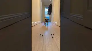 Blueberry ESCAPED! 😱 Pug Dog Treat Challenge #shorts