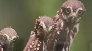 Owls & Woodpeckers