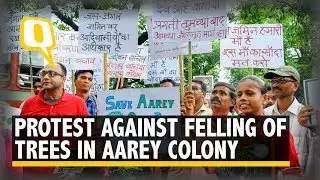 Protests Erupt as BMC Okays Felling of 2,700 Trees in Aarey Forest | The Quint
