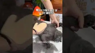 냥집사 필수템 그루밍 장갑