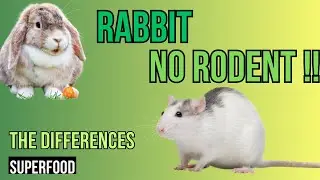 Rabbits vs Rodents  - A Rabbit is NO Rodent!!!
