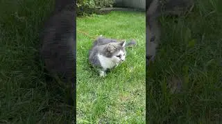 The Whisker Chronicles: Outdoor Shenanigans Unleashed