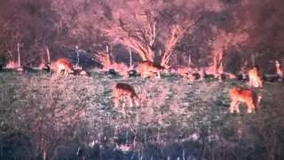 Baker 3 Ranch, Axis, whitetail, Turkey