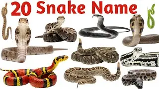 20 Snake Names with Sound 🐍🔊 | Snake Sound and Names for Kids | Animal Learning Video