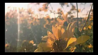 Julia Kent - Imbalance (Official Video)
