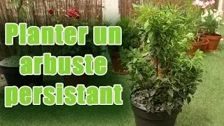 Comment planter et entretenir un arbuste persistant ?