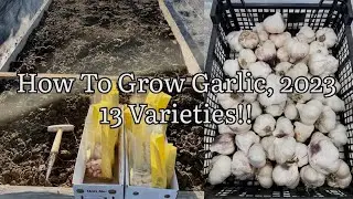 How To Grow Garlic, Growing 13 Varieties Of Garlic, Planting Garlic From Cloves
