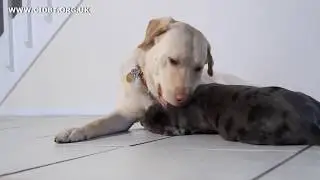 DOG HANDLING COURSE -CIDBT