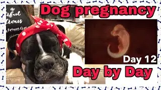 Boxer Dog PREGNANCY🦮 week 2🐕&zwj;🦺Day 12❤️Keep your pregnant dog happy and relax