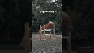 Unsere selbst gebauten Spr&uuml;nge 😍🪚 #horse #equestrian #pferde #tutorial